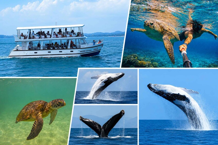 A boat with people on it, a turtle swimming underwater, and whales breaching the water. 1