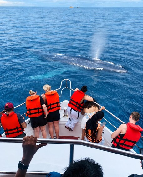 Picture 17 for Activity Mirissa: Blue Whale Watching & Turtle Snorkeling Combo Tour 3