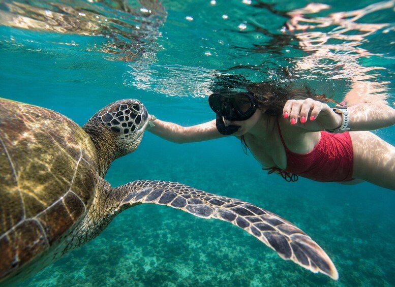 A person snorkeling underwater, interacting with a sea turtle. 5