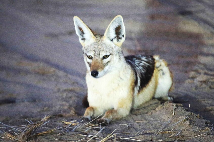 A fox lying on the ground. 4