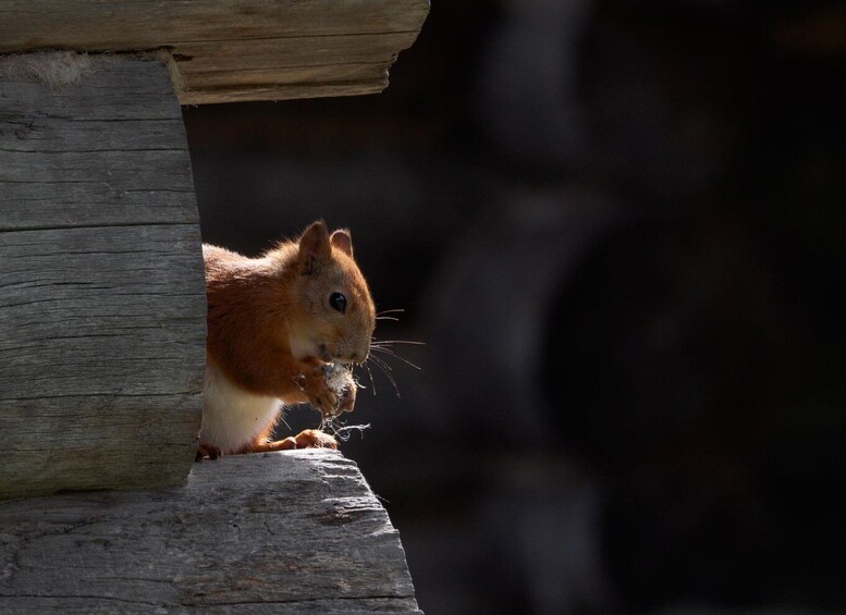 A squirrel peeking from a wooden structure. 4