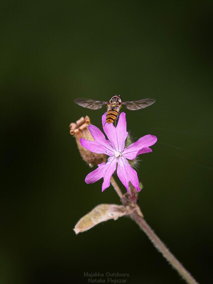 Picture 3 for Activity Oulu: Hietasaari Wildlife Hike with Nature Guide All Seasons 5