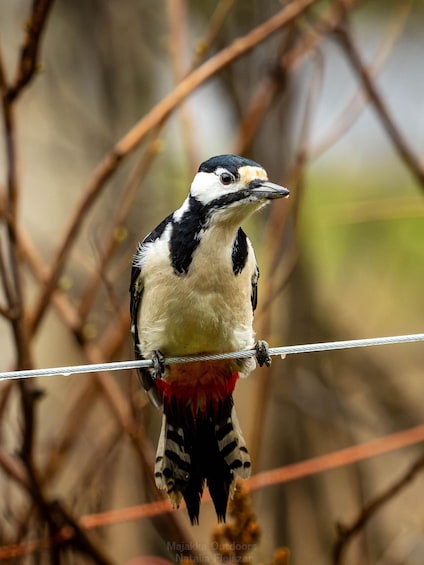 Oulu: Hietasaari Wildlife Hike with Nature Guide All Seasons 1