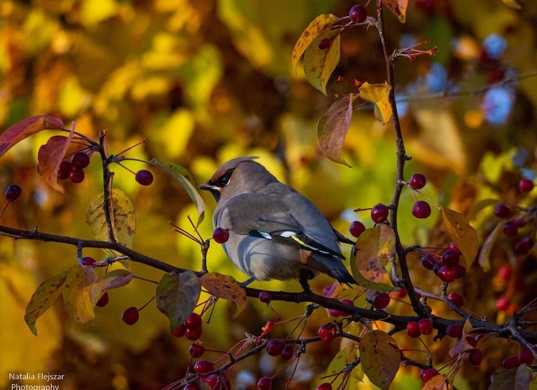 A bird perched on a branch with autumn leaves and berries. 2