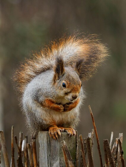 Picture 1 for Activity Oulu: Hietasaari Wildlife Hike with Nature Guide All Seasons 2
