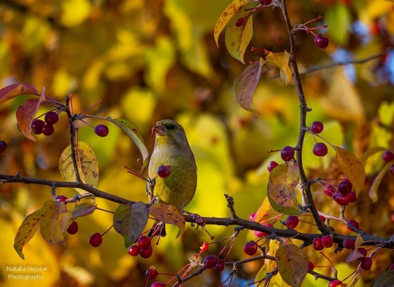 A bird perched on a branch with red berries and yellow leaves. 3