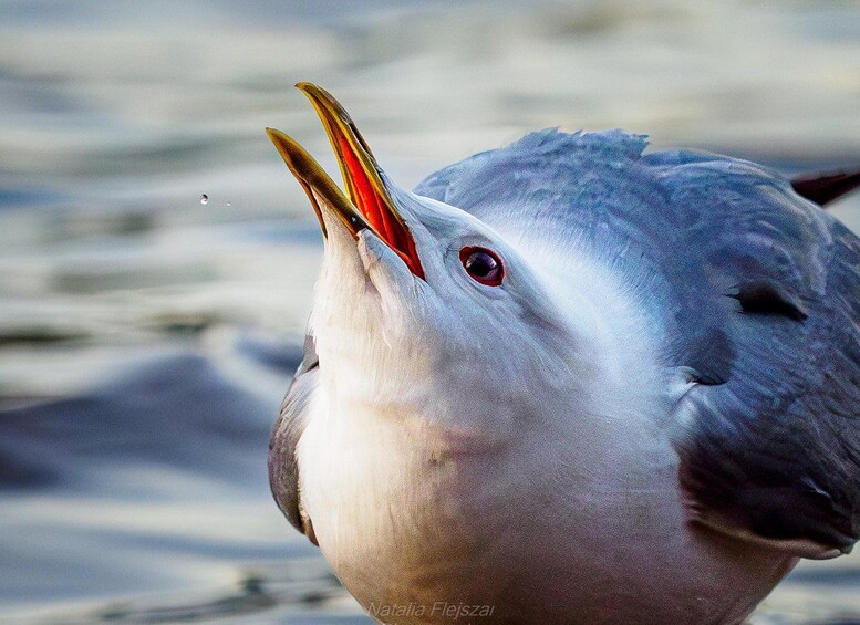 Une mouette, le bec ouvert, émet probablement un cri. 2