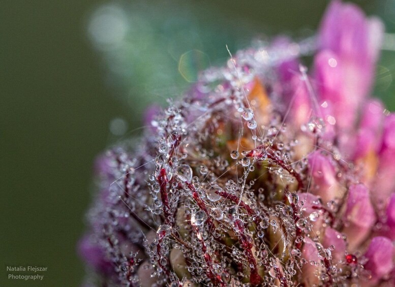 A close-up of a flower with water droplets and fine hairs. 4