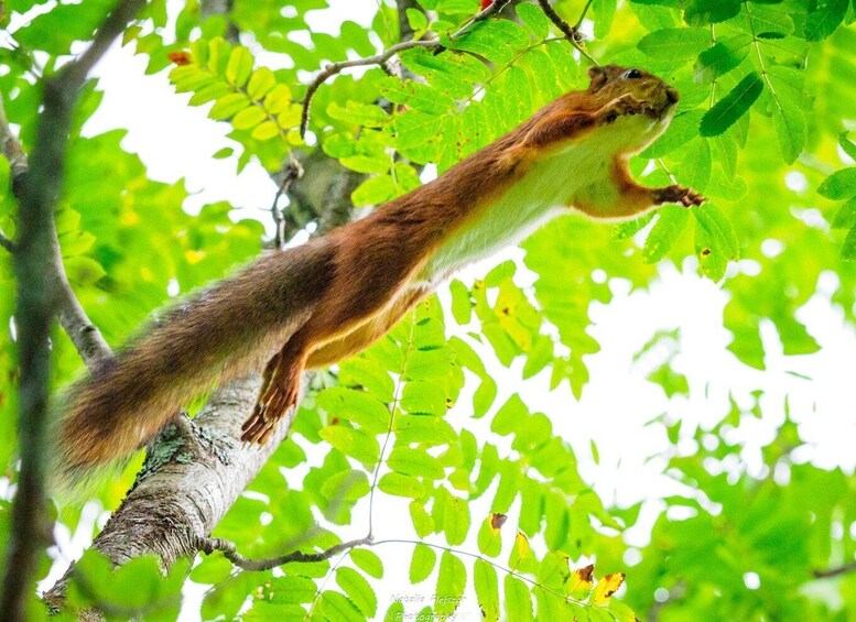 A squirrel climbing a tree branch. 1