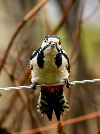 Picture 3 for Activity Oulu: Hietasaari Wildlife Hike with Nature Guide All Seasons 5