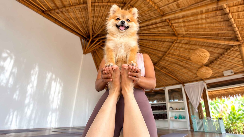 Puppy Yoga in Bali, Ubud & Uluwatu 1
