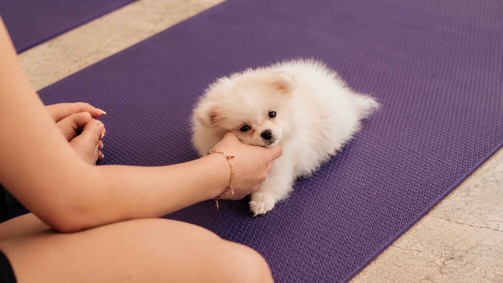 Picture 19 for Activity Puppy Yoga in Bali, Ubud & Uluwatu 5