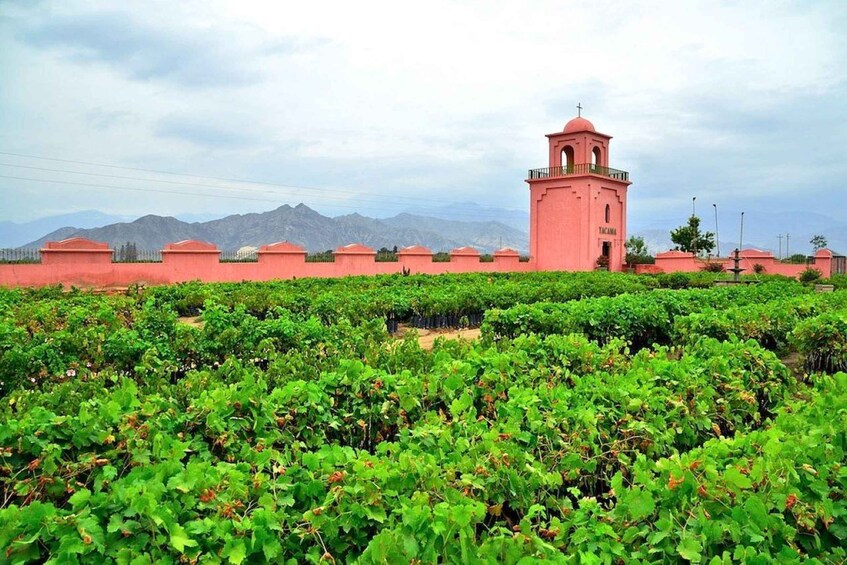 A vineyard with rows of grapevines and a pink building with a bell tower in the background. 5