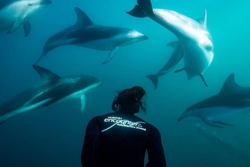 A diver surrounded by dolphins in the ocean. 3