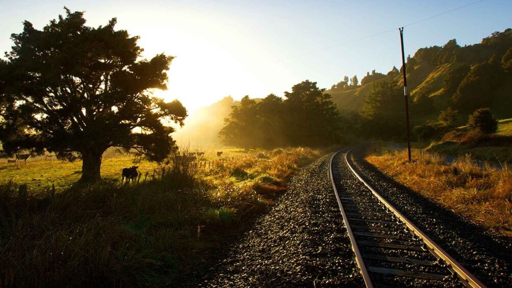 Picture 2 for Activity Taumarunui: Forgotten World Rail Cart Tour with Lunch 3