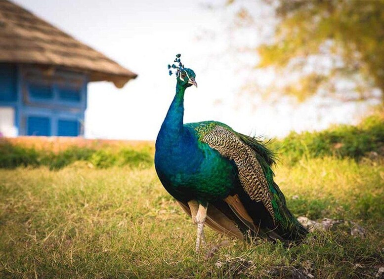 Un pavo real posado sobre la hierba, con una casa al fondo. 1