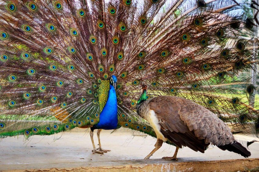 Un pavo real con las plumas de su cola extendidas, mostrando diseños similares a ojos. 5