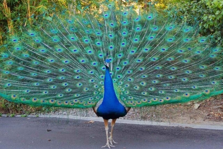 Un pavo real con su plumaje de cola completamente desplegado. 2