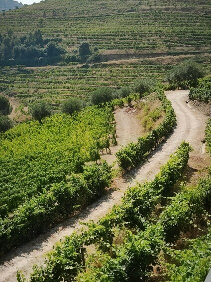 A vineyard with rows of grapevines and a dirt path. 1
