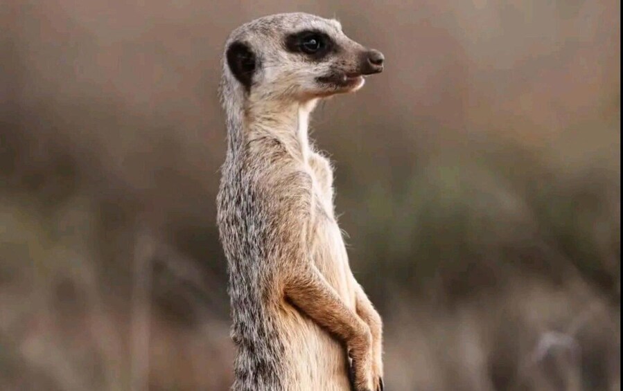 A meerkat standing upright on a dry grassland. 4