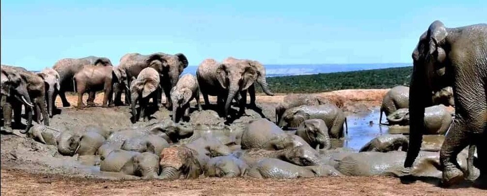 A herd of elephants bathing in a muddy waterhole. 5