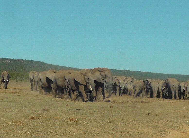 A herd of elephants in a dry grassland with a hilly background. 3