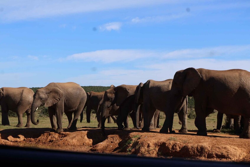 A herd of elephants standing on a dirt ground with a clear sky in the background. 2