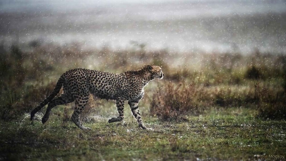 A cheetah walking in a grassy field with snowflakes falling. 2