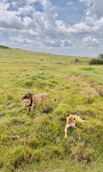 A lioness lying in a grassy field with a lion standing nearby. 3