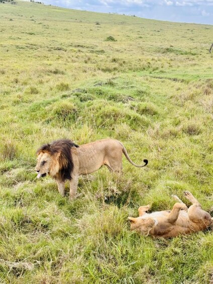 A lion standing in a grassy field with two cubs lying on the ground. 1