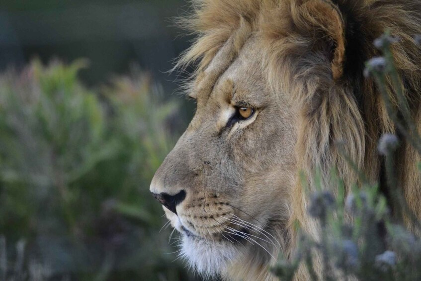 A close-up of a lion's face with a focused gaze. 1