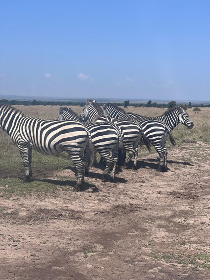 A group of zebras standing in a dry grassland with a clear sky. 3