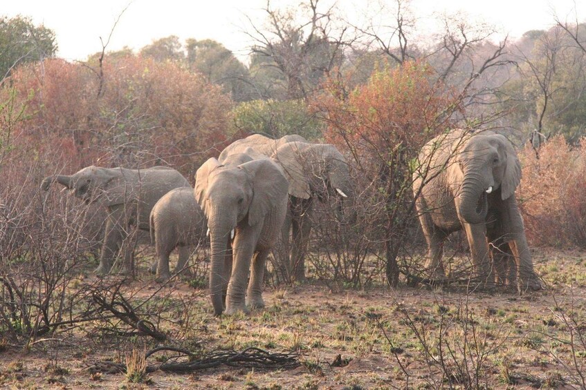 A group of elephants in a dry, bushy landscape with sparse trees. 5