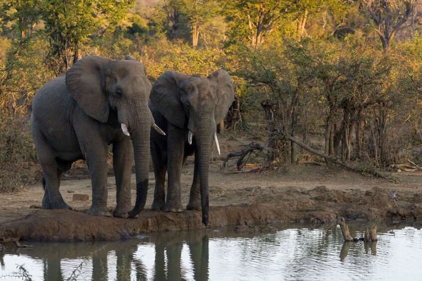 Two elephants standing by a water body in a natural setting with trees and shrubs. 4