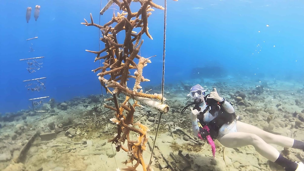 A diver exploring an underwater coral reef. 1