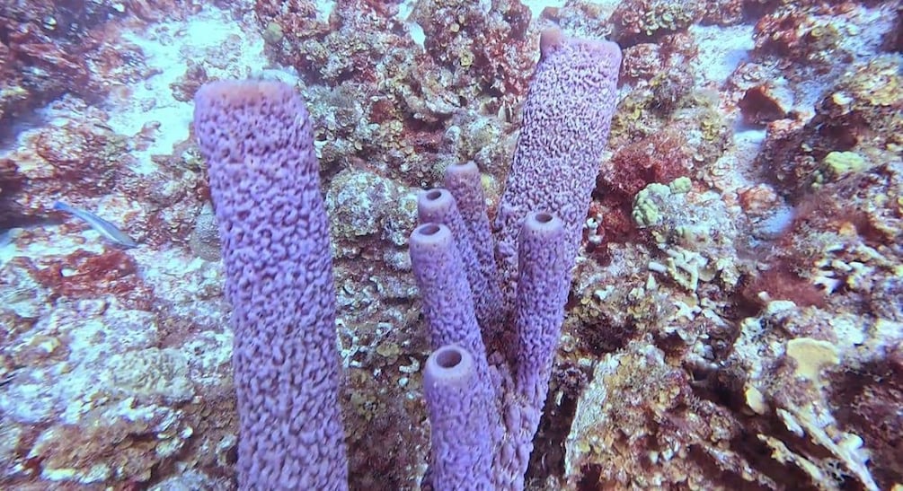 A coral reef with purple sea fans and rocky formations. 5