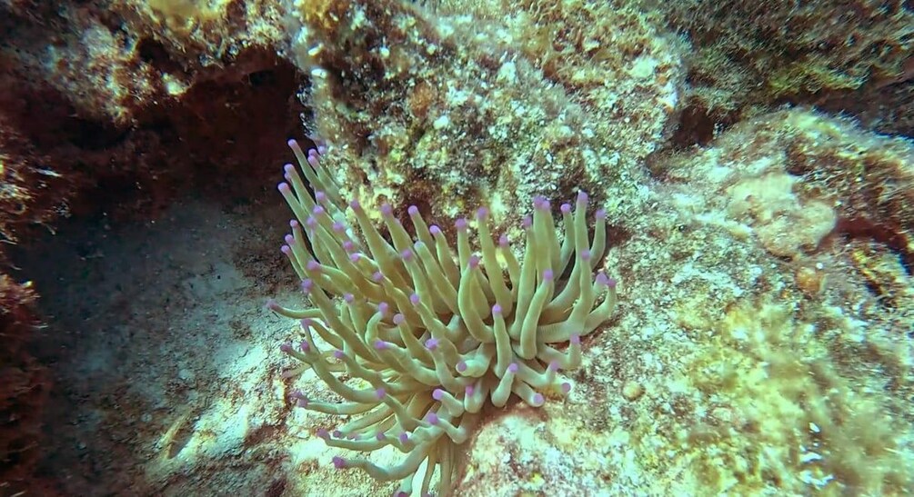 An underwater scene with a sea anemone and rocky coral formations. 2