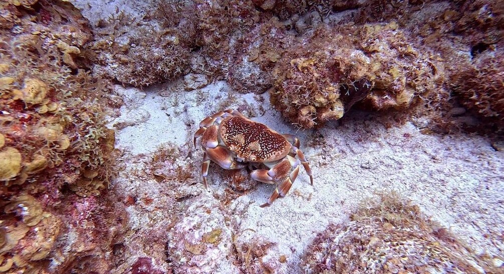 A crab on a rocky seabed with coral formations. 4