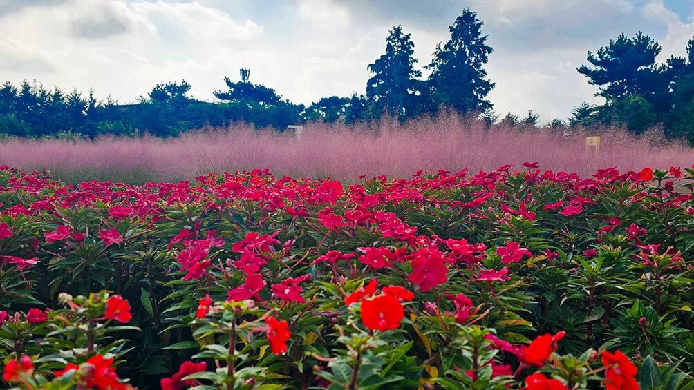 Un campo de flores rojas con una hilera de árboles al fondo. 4