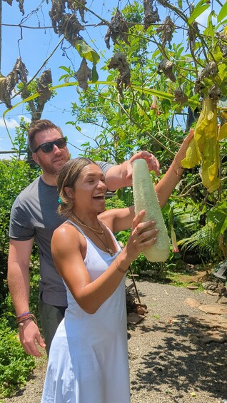 Two people harvesting a plant with a large yellow fruit. 2