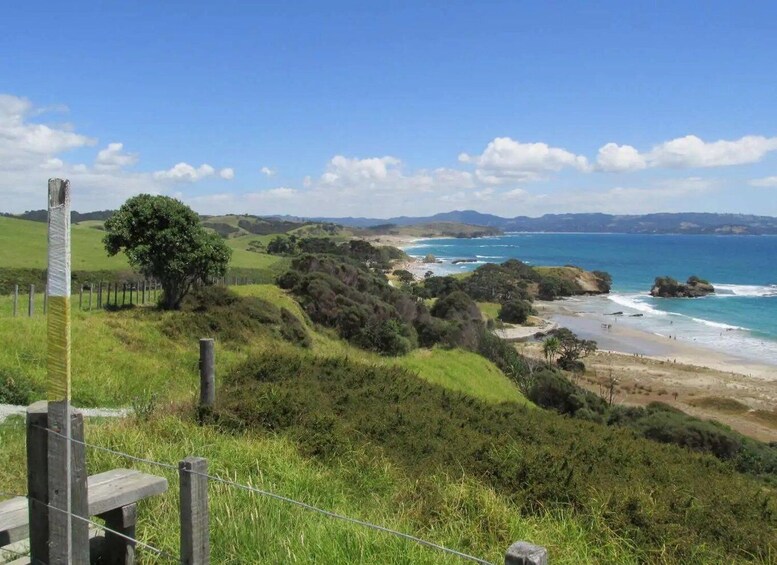 Picture 14 for Activity From Auckland: Kiwi Bird Encounter & 3-Course Dinner Tour 5