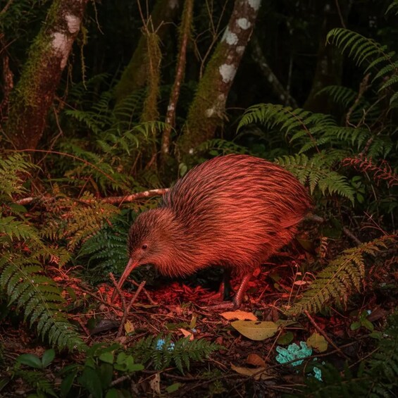 Picture 10 for Activity From Auckland: Kiwi Bird Encounter & 3-Course Dinner Tour 2
