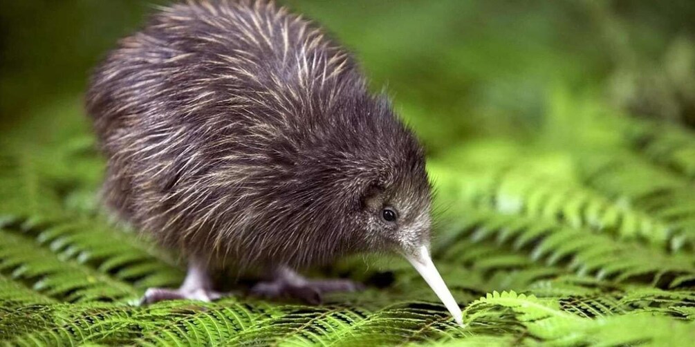 Picture 12 for Activity From Auckland: Kiwi Bird Encounter & 3-Course Dinner Tour 3