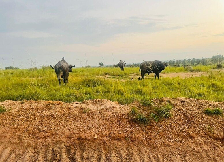 A herd of buffalo grazing in a grassy field with a dirt path in the foreground. 3