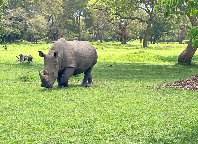 A rhinoceros grazing in a grassy field with trees in the background. 5
