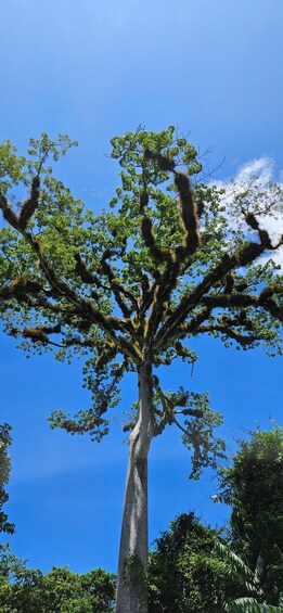 A large tree with a thick trunk and a wide canopy against a clear blue sky. 5