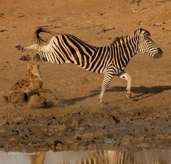 A zebra running across a dry, sandy terrain with a hyena lying on the ground nearby. 1
