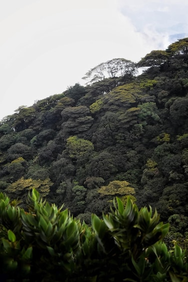 Picture 3 for Activity Kandy: Five Peaks Cloud Forest Adventure 5