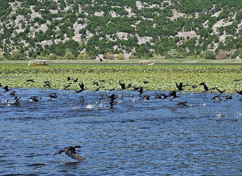A flock of birds flying over a body of water with a rocky hillside in the background. 1