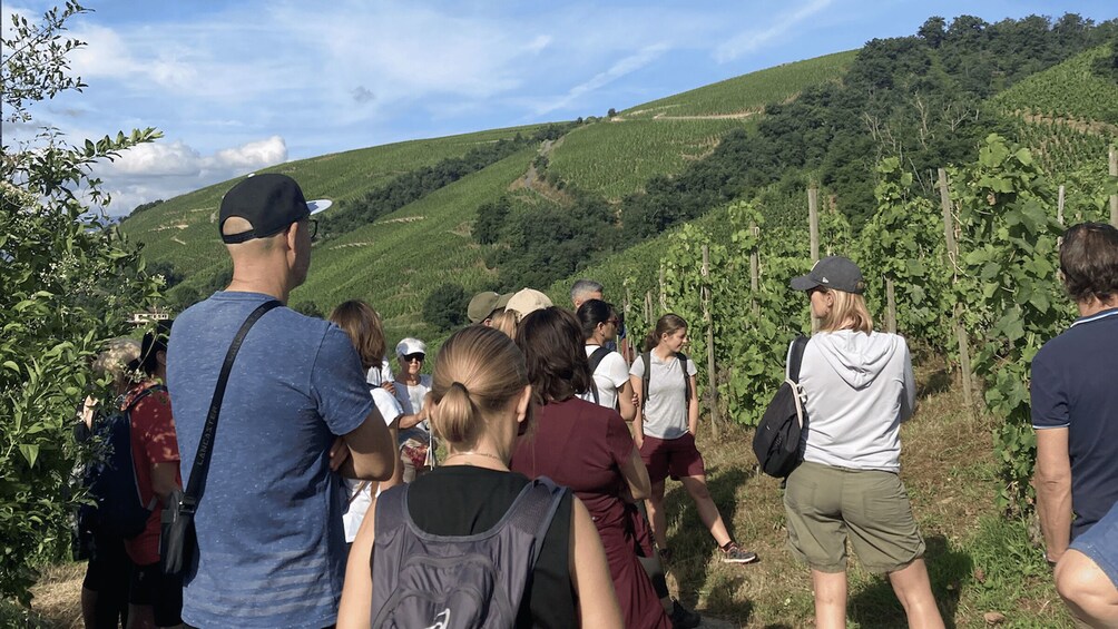 A group of people walking through a vineyard with rows of grapevines. 2